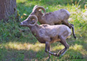 Ovis Canadensis